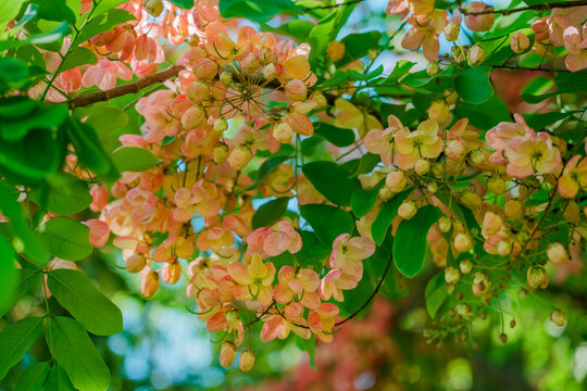 Flowers, Cassia javanica, Java cassia, pink shower, apple blossom tree and rainbow shower tree, family Fabaceae. Ainahau Triangle / Fort DeRussy Beach Park, Waikiki, Honolulu, Oahu, Hawaii