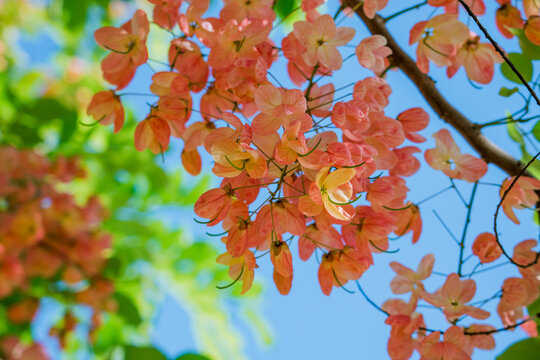Flowers, Cassia javanica, Java cassia, pink shower, apple blossom tree and rainbow shower tree, family Fabaceae. Ainahau Triangle / Fort DeRussy Beach Park, Waikiki, Honolulu, Oahu, Hawaii