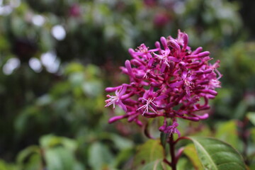 Obraz premium close up of a flower
