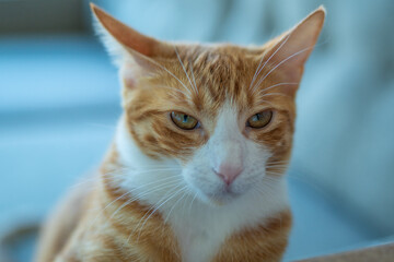 The orange cat at home