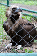 Steppe Great Eagle behind the net. Wild bird, caged predator