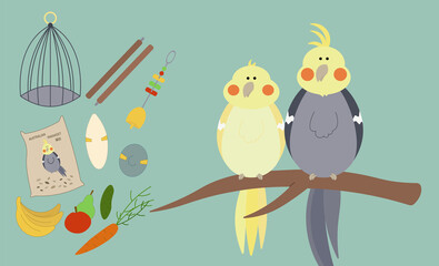 Nymphicus hollandicus. Things for a parrots. 