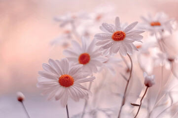 Białe kwiaty stokrotki