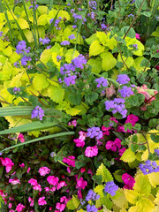 Fototapeta na wymiar Close up of purple and magenta flowers in home garden.