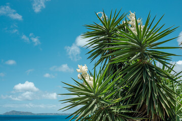 Koko Kai Beach Mini Park
Yucca gigantea (syn. Yucca elephantipes) is a species of flowering plant...