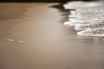 Feather and soft wave of ocean on the sandy beach. High quality photo