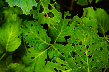 虫食いのある葉