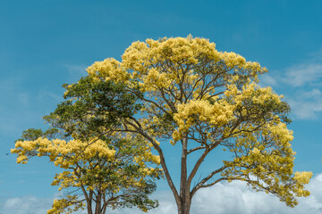 Fototapeta premium Flower. Tabebuia donnell-smithii (Primavera tree) is one of the yellow-flowered tabebuias. Family Bignoniaceae. Haleiwa, Honolulu, Oahu, Hawaii