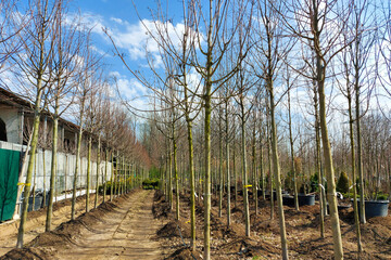 Young trees for sale in the garden center