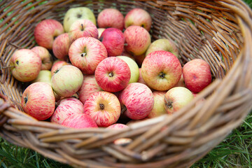 Harvest apples. Red apples in a wicker basket.
