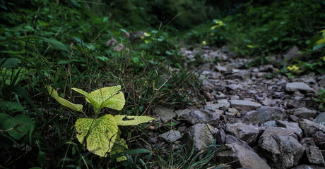 leaves on the ground
