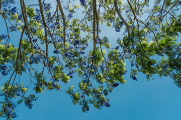 Jacaranda mimosifolia. violet-colored flowers. jacaranda, blue jacaranda, black poui, or fern tree....