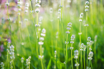 Lavender fresh plants on blurred green background