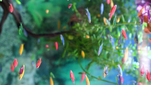vertical video. small multi-colored fish swim in aquarium. meditation. pet shop.