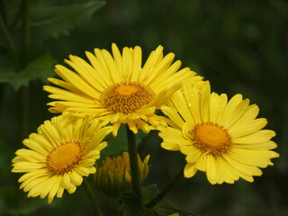 Leopard's bane (Doronicum orientale) - close up of yellow daisy-like flower head, Poland
