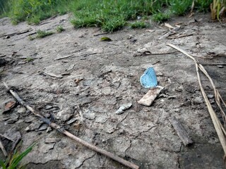 Holly blue.
Buckthorn - a beautiful blue butterfly sits on a forest floor
