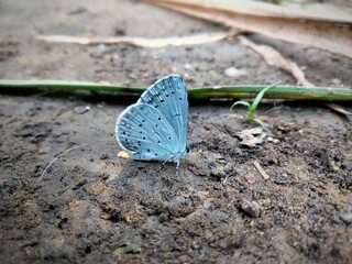 Holly blue.
Buckthorn - a beautiful blue butterfly sits on a forest floor
