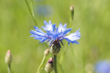 Błękitny kwiat na łące