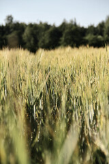 golden wheat field