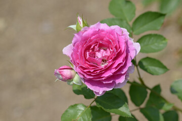 うらら　ピンクのバラ