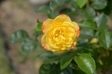 スペクトラ　バラの花