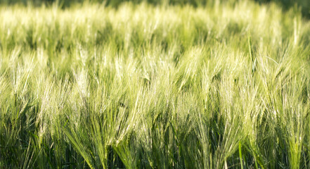 Ripe ears of corn on a summer day. Rays of the setting sun on the horizon in a rural meadow Close up nature photo The idea of a rich harvest