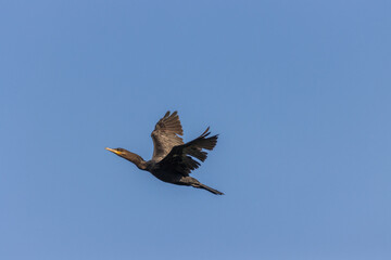 Primer plano del gran cormorán (Phalacrocorax carbo) en vuelo en el río Tuxpan.