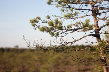 branches against sky