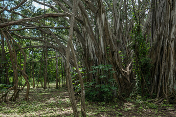 Obraz premium Banyan Tree， Kawela Bay Beach Park，Honolulu, Oahu, Hawaii