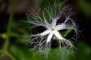 ヘビ瓜の花