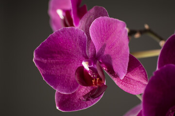 Kwiat orchidei (falenopsis)