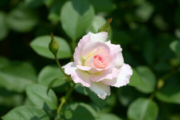 マチルダ　ピンクのバラ
