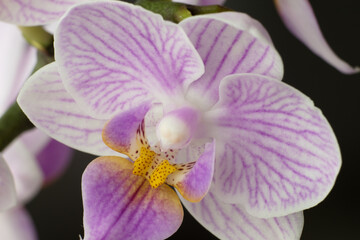Kwiat orchidei (fanelopsis)