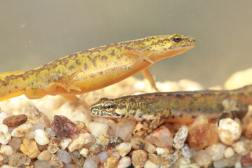 Carpathian newts (Lissotriton montandoni) couple under water during breeding season