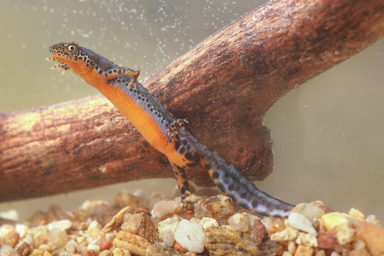 Alpine newt (Ichthyosaura alpestris) male under water