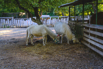 White ponies grazing in a pasture
