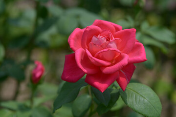 友愛　赤いバラ