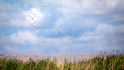 Flying ducks. Blue sky background. 
