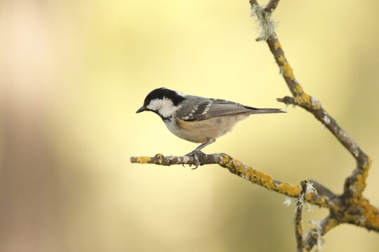 Carbonero garrapinos (Periparus ater)