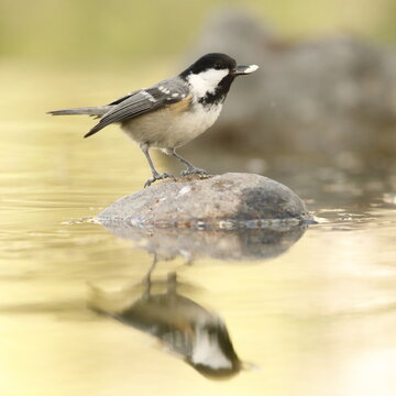 Carbonero garrapinos (Periparus ater)
