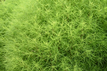 Fresh green Kochia. Amaranthaceae annual plant.