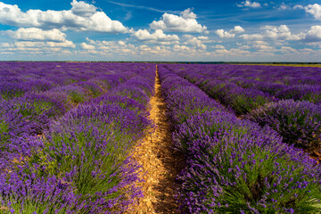 Naklejka na ściany i meble Lavender fields in the Spanish Algarve. Planting purple lavender. Lavender landscapes.