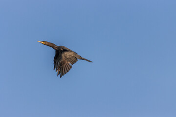 Primer plano del gran cormorán (Phalacrocorax carbo) en vuelo en el río Tuxpan.