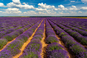 Lavender fields in the Spanish Algarve. Planting purple lavender. Lavender landscapes.