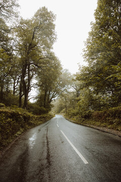Narrow asphalt road in forest