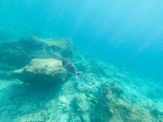 Single Unicorn fish swimming above reef, South Ari Atoll, Maldives