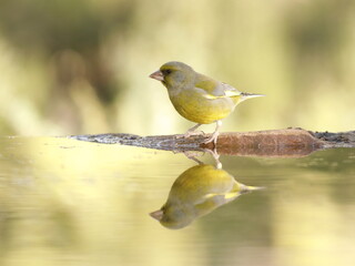 Verderón común (Chloris chloris)