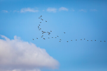 Flying ducks. Blue sky background. 