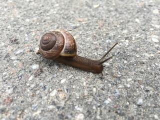 Snail crawls on the sidewalk 