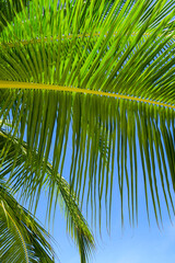 Obraz na płótnie Canvas Close up palm tree, South Ari Atoll, Maldives